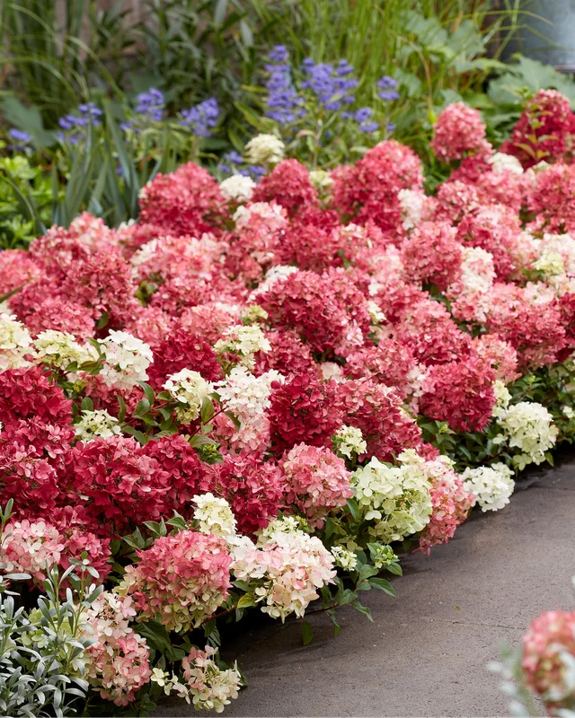 farmergracy3017169