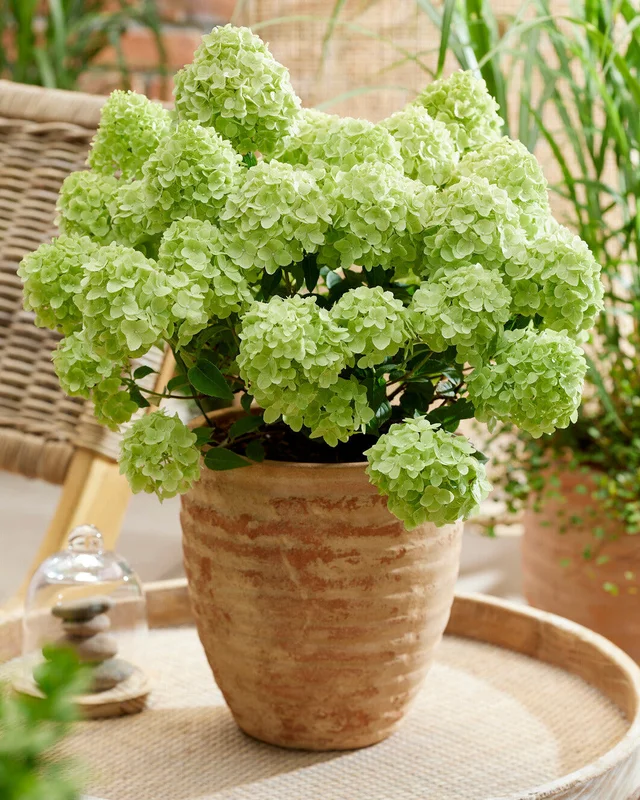 farmergracy3019621