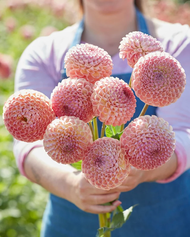 farmergracy3023133