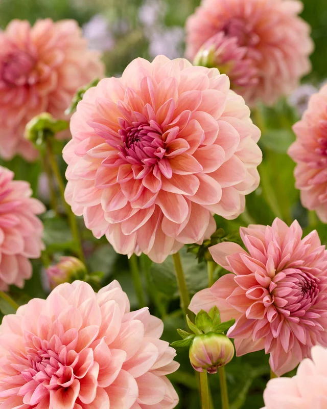 farmergracy3023851