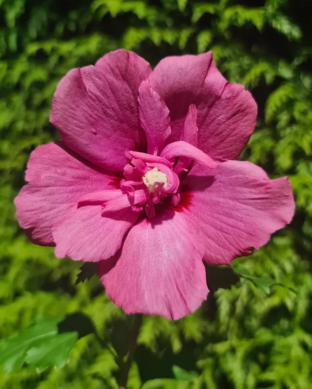 farmergracy3024494