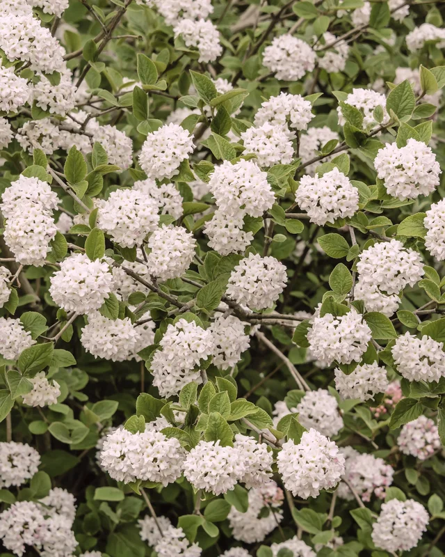 farmergracy3024874