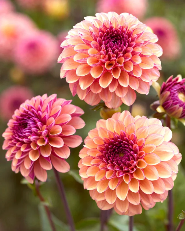 farmergracy3029050