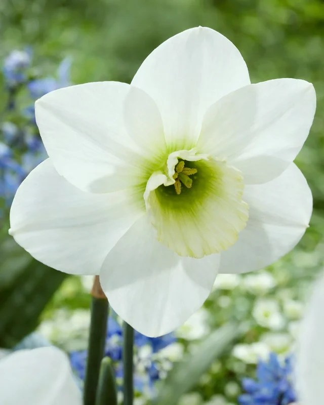 farmergracy3030170