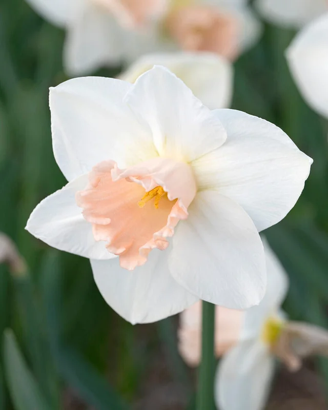 farmergracy3031323