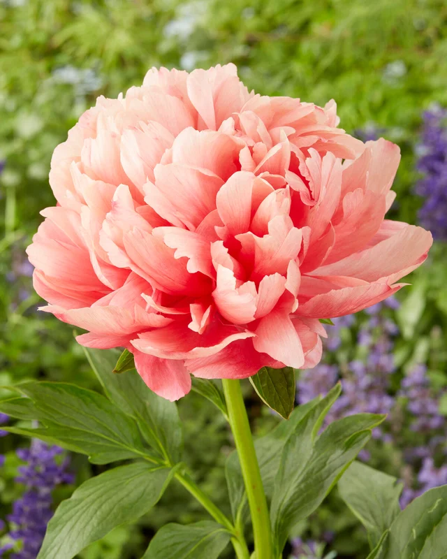 farmergracy3036331