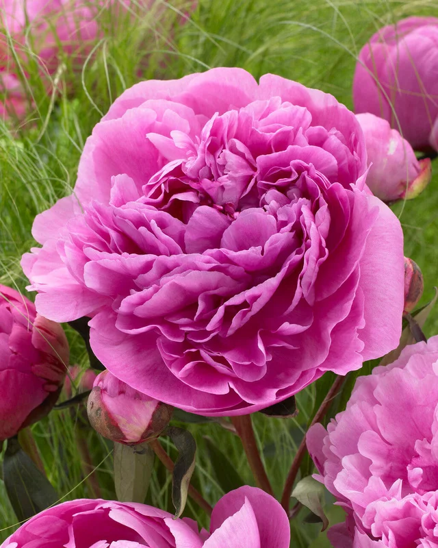 farmergracy3037144