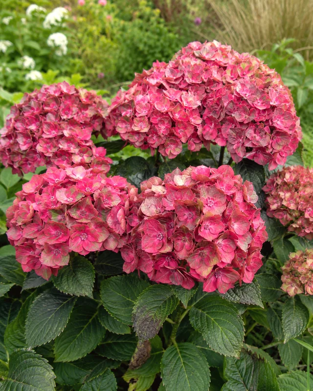 farmergracy3038155