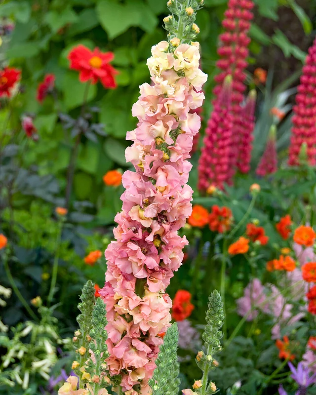 farmergracy3040296