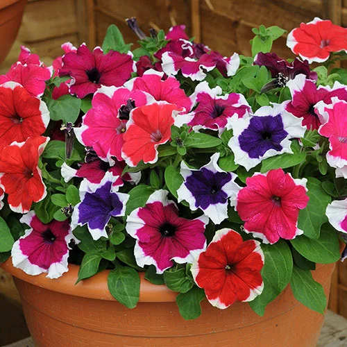 gardeningdirect2975598