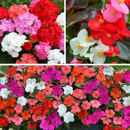 gardeningdirect2975662