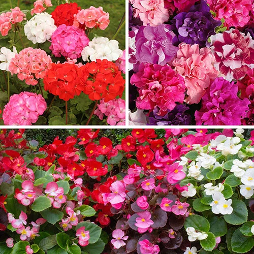 gardeningdirect2975701