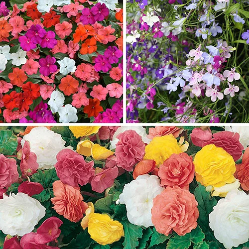 gardeningdirect2975727