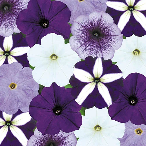 gardeningdirect2975812