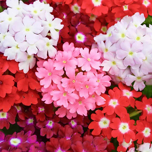 gardeningdirect2975861