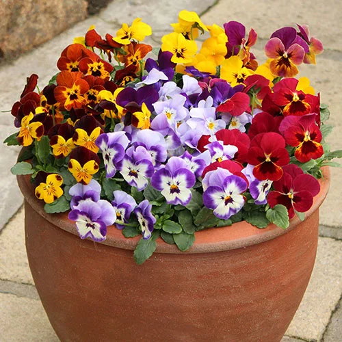 gardeningdirect2975886