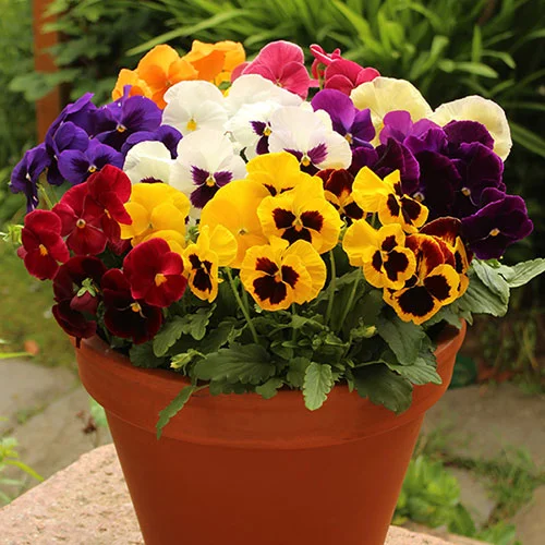 gardeningdirect2975904