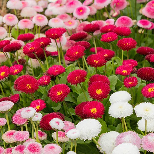 gardeningdirect2975920