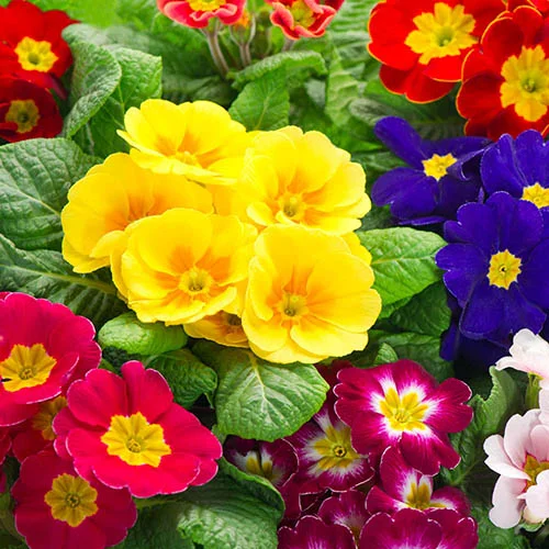 gardeningdirect2975964