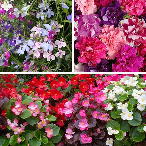 gardeningdirect2976023