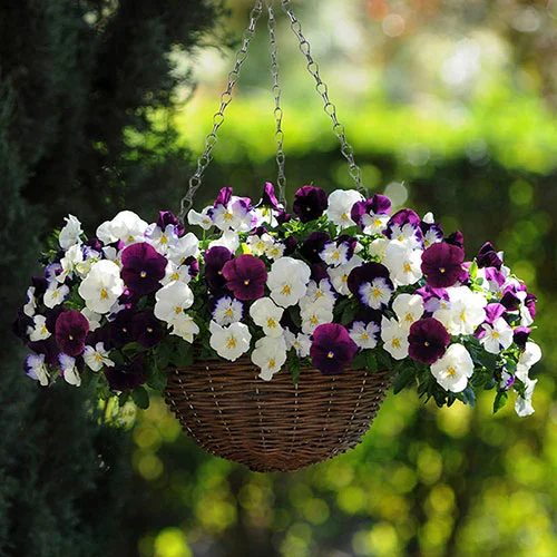 gardeningdirect2976040