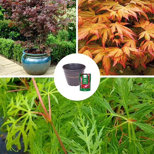 gardeningdirect2976080