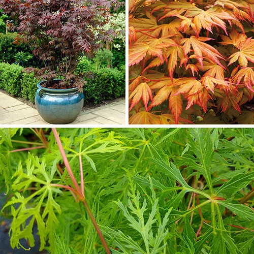 gardeningdirect2976100