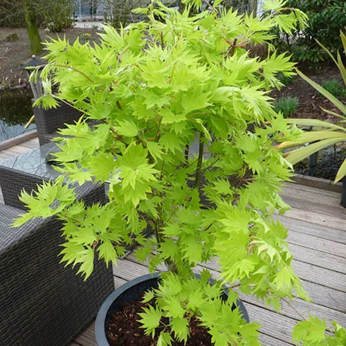 gardeningdirect2976121