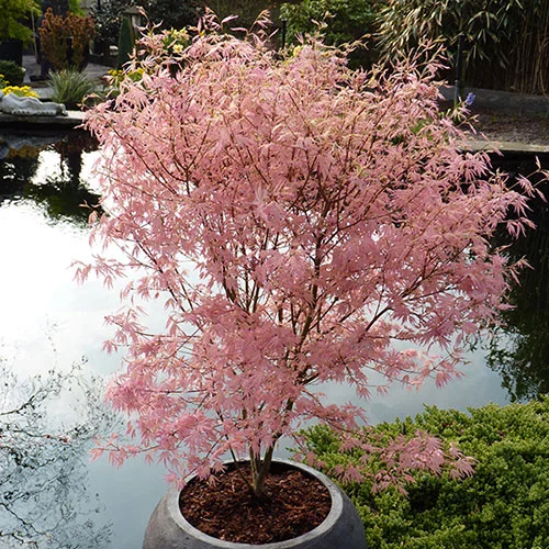 gardeningdirect2976140