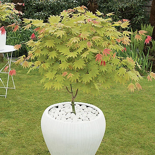 gardeningdirect2976160