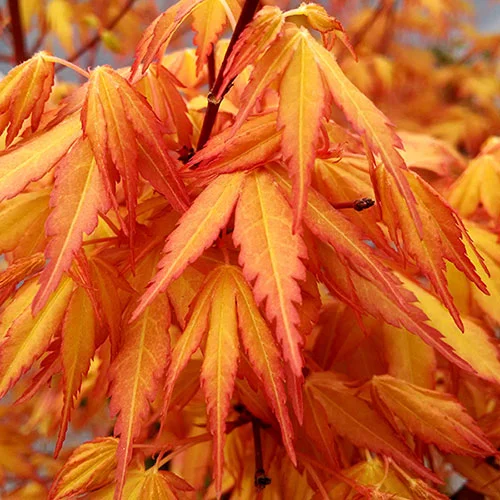 gardeningdirect2976183