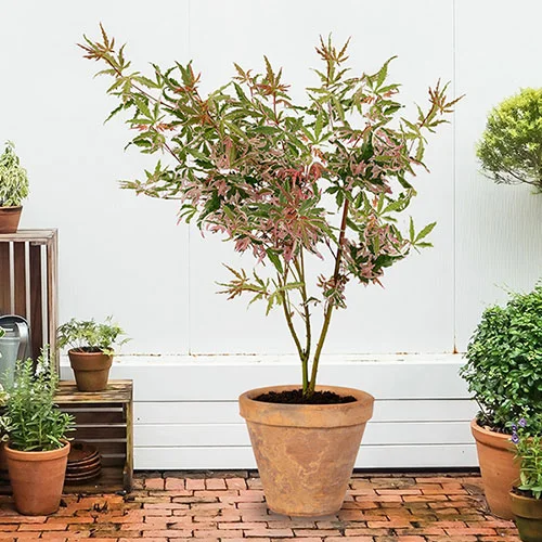 gardeningdirect2976223