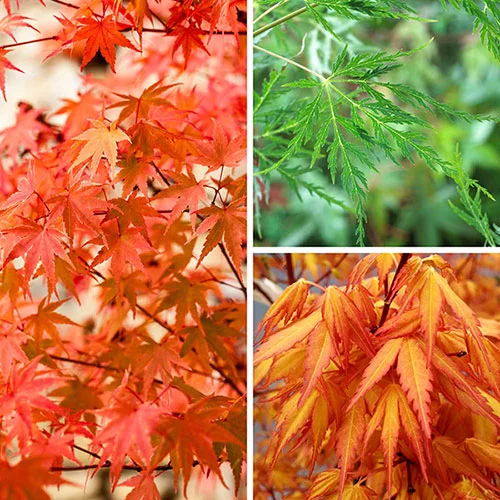 gardeningdirect2976241