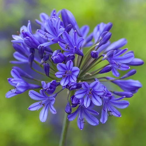 gardeningdirect2976256