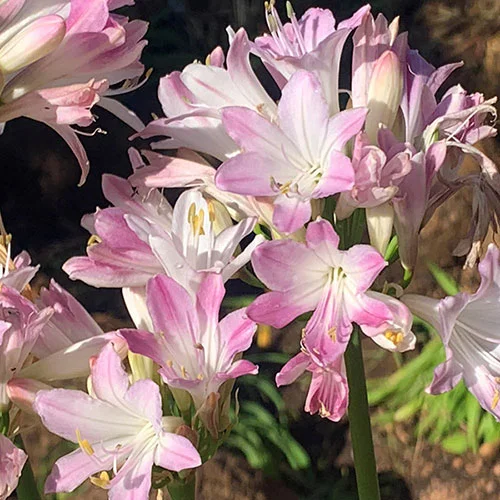 gardeningdirect2976275