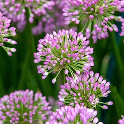 gardeningdirect2976332