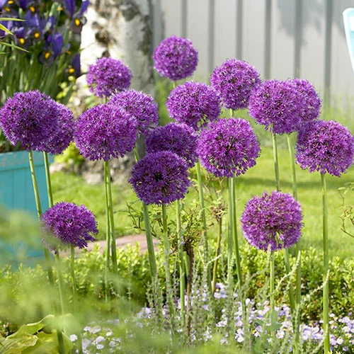 gardeningdirect2976359