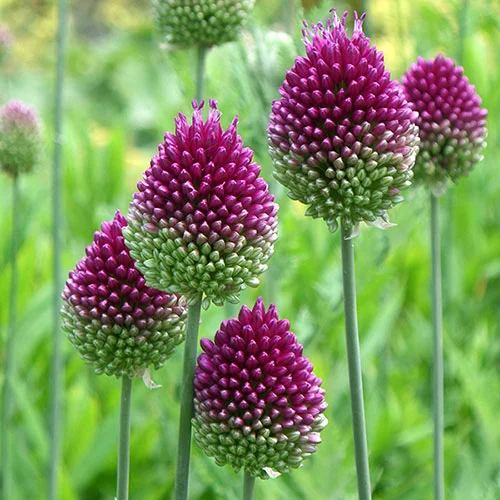 gardeningdirect2976375