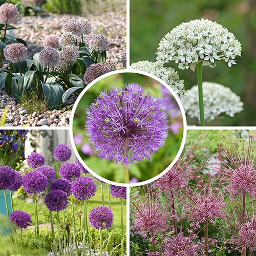 gardeningdirect2976402