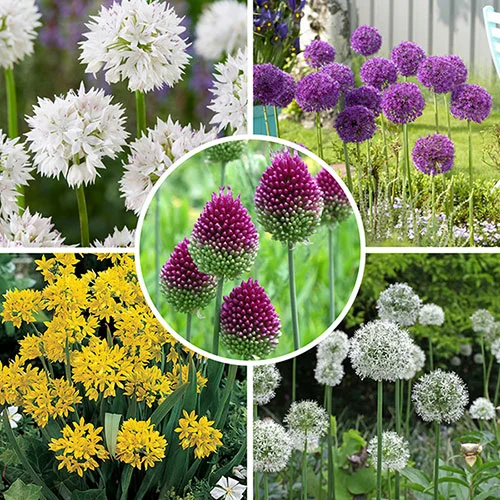 gardeningdirect2976422