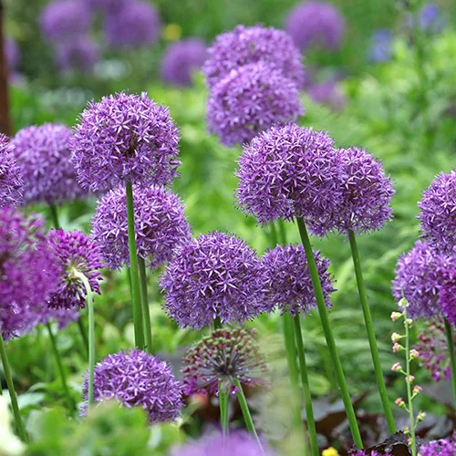 gardeningdirect2976447