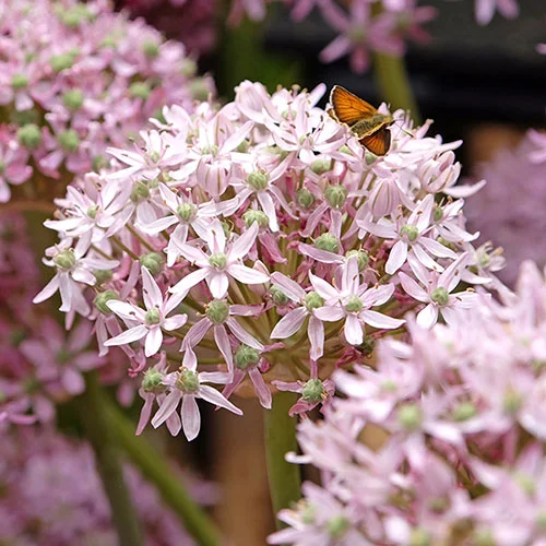 gardeningdirect2976475