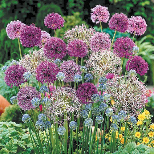 gardeningdirect2976496