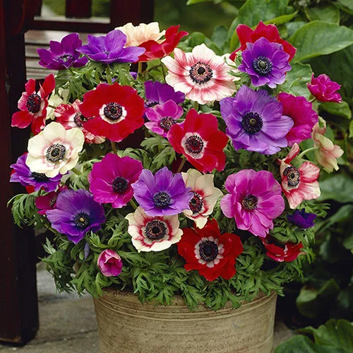 gardeningdirect2976536