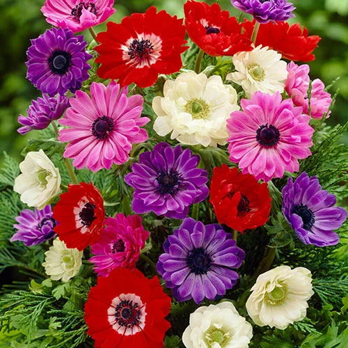 gardeningdirect2976557