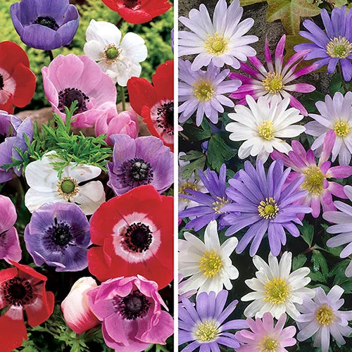 gardeningdirect2976575