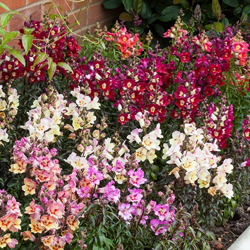 gardeningdirect2976625