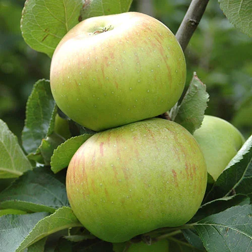 gardeningdirect2976680