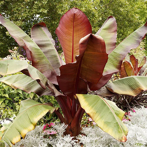 gardeningdirect2976923