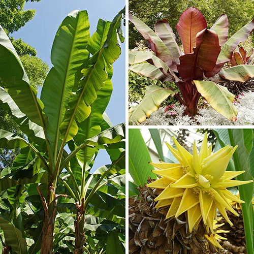 gardeningdirect2976972